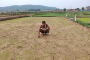 Low rainfall delays paddy farming signalling El Niño-induced drought