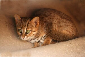 Roads a risk to the world’s smallest wild cat